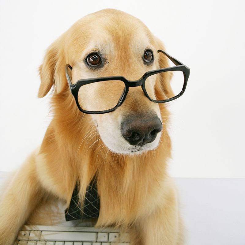 10 Things to Look for in an Adoptable Pet