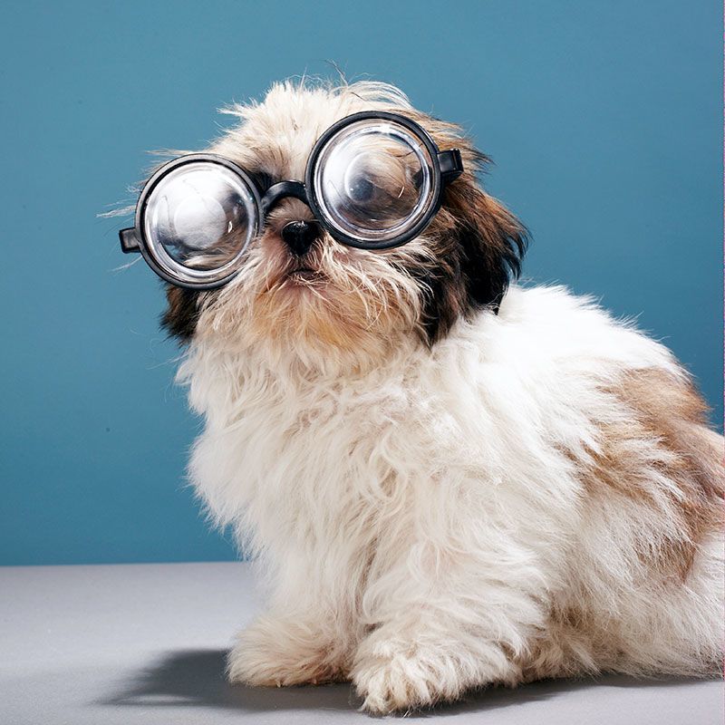 Introducing… A New Dog!