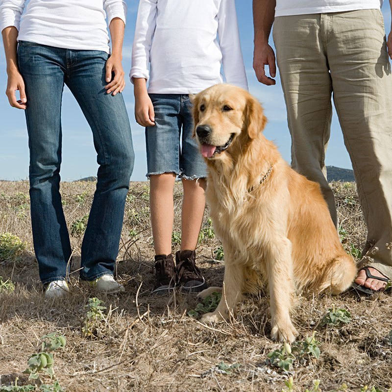 7 Important Holiday Precautions for Your Pet