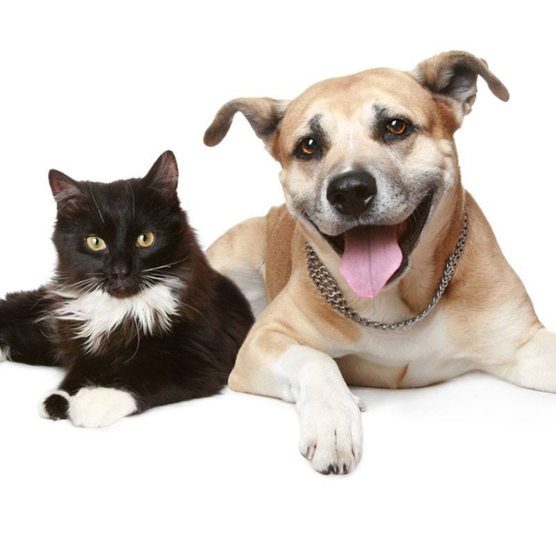 Hot-Dog-and-Cat-Dangers