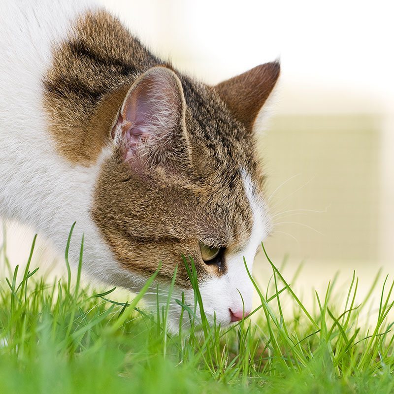 A Few Trivia Facts about Cats